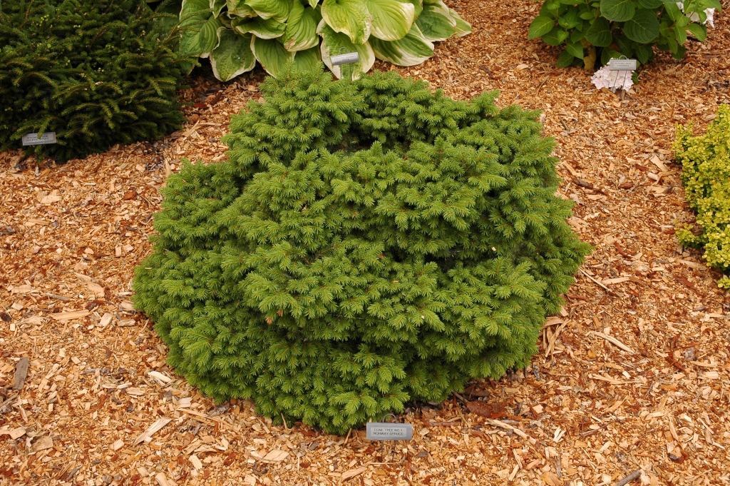 Picea abies 