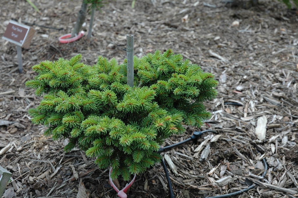 Picea abies 