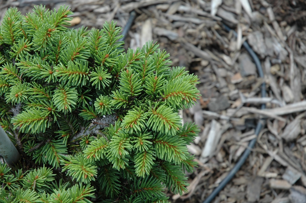 Picea abies 