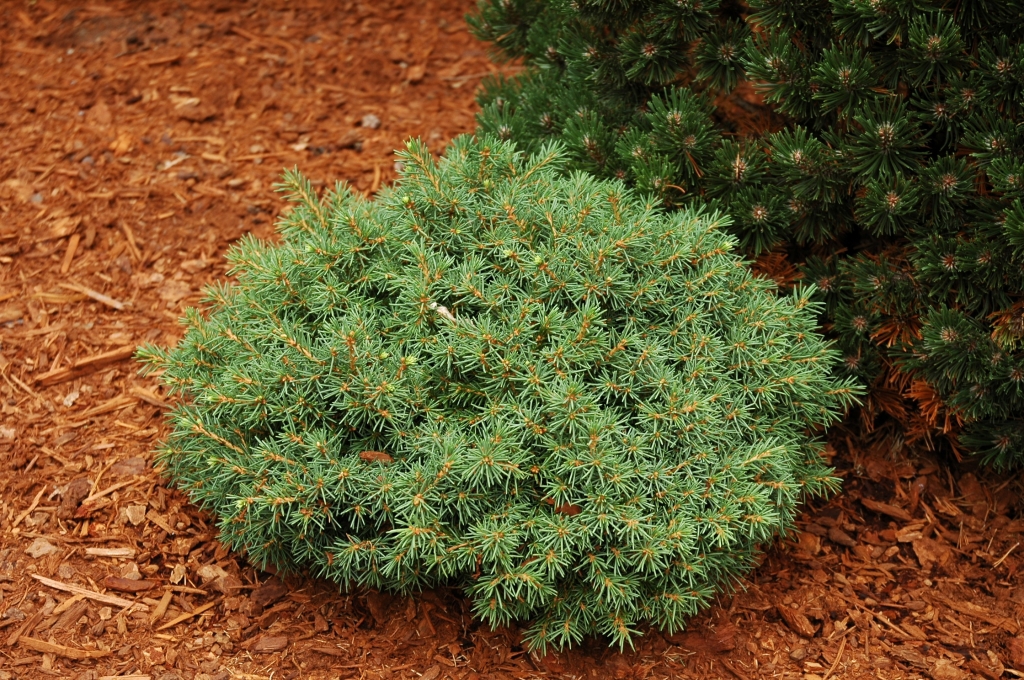 Picea abies 