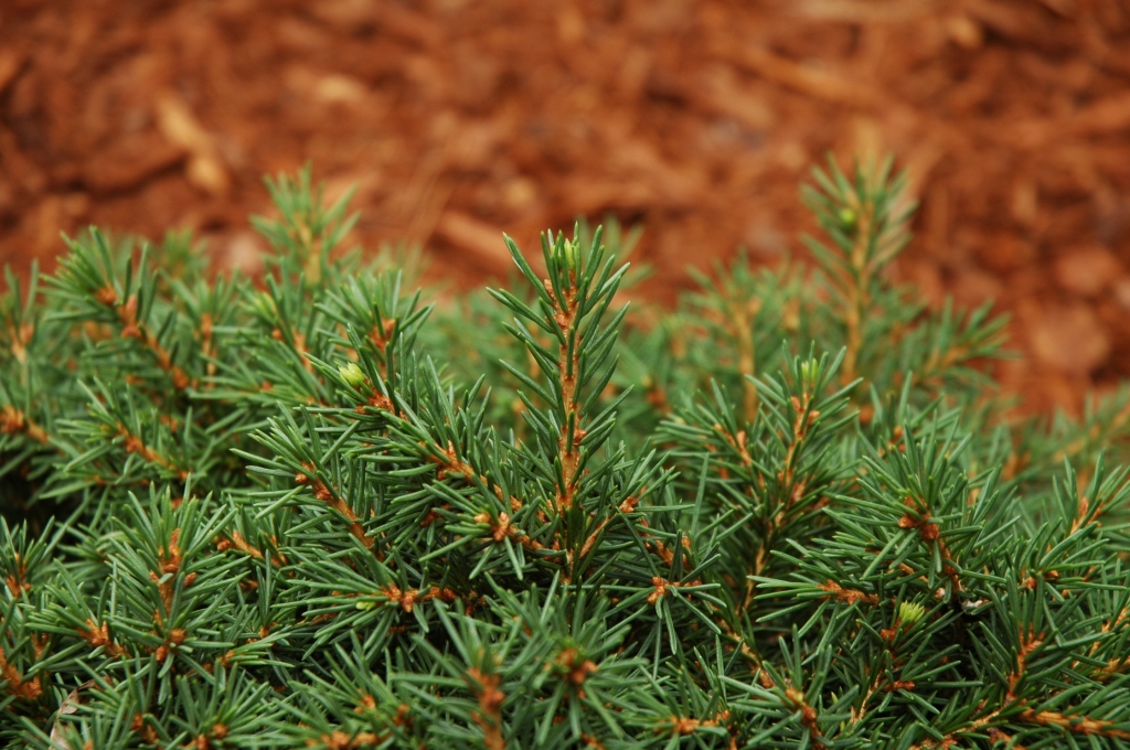 Picea abies 