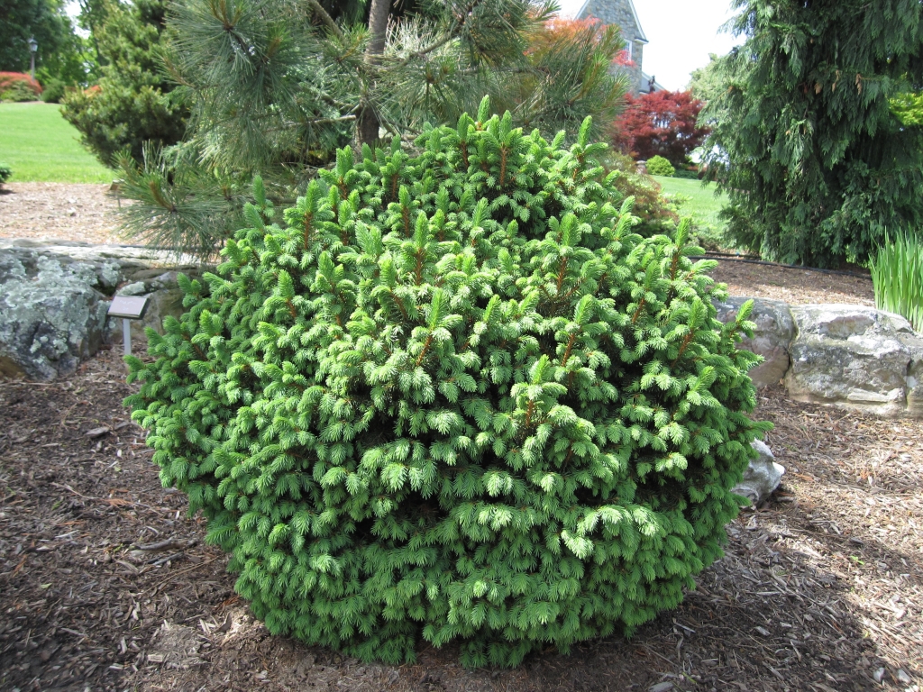 Picea abies 
