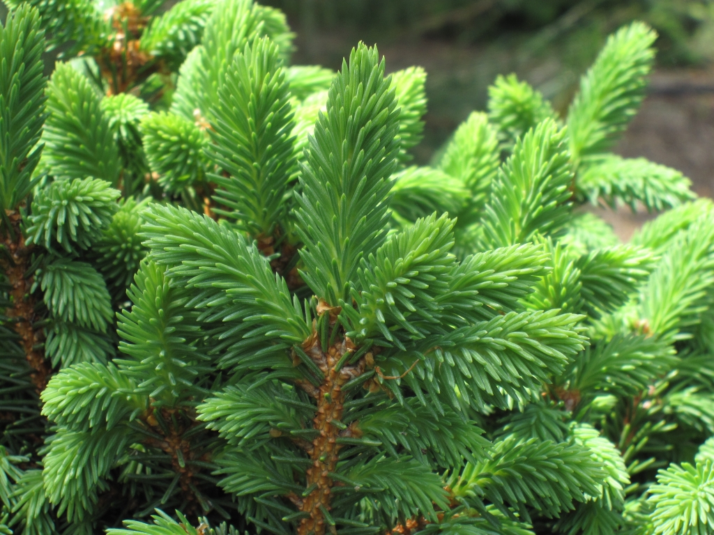 Picea abies 