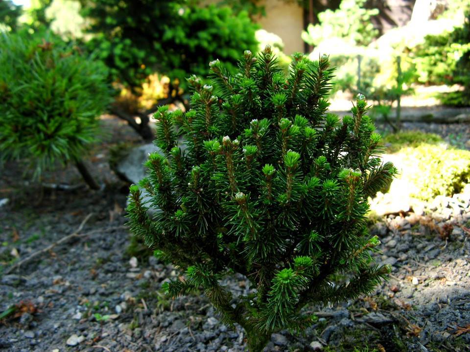 Picea abies 