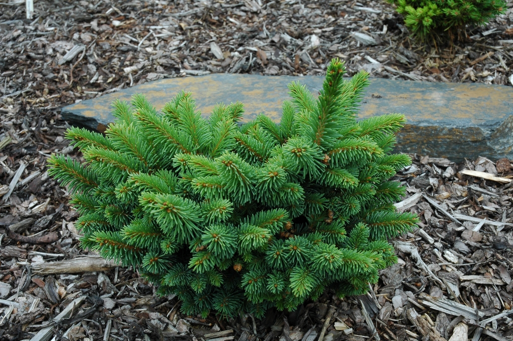 Picea abies 