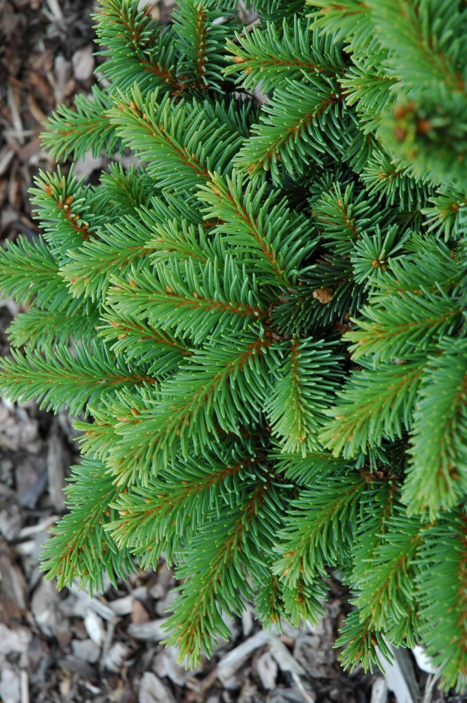 Picea abies 