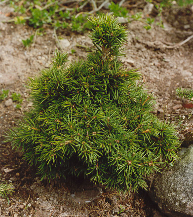 Picea abies 