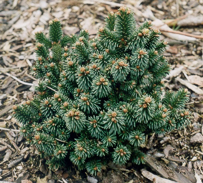 Picea abies 