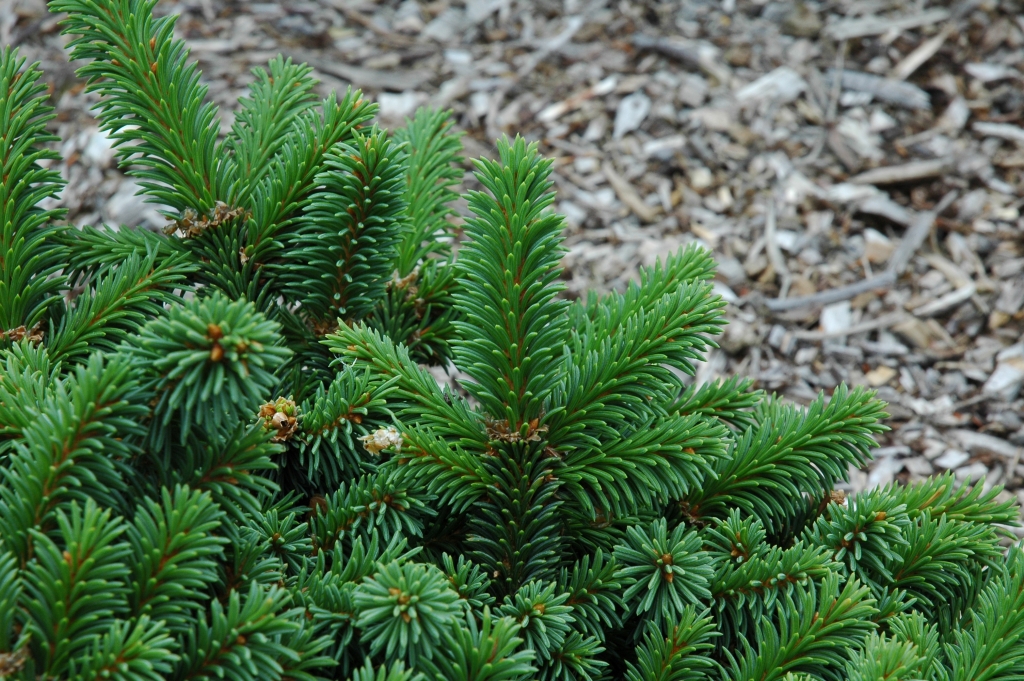 Picea abies 