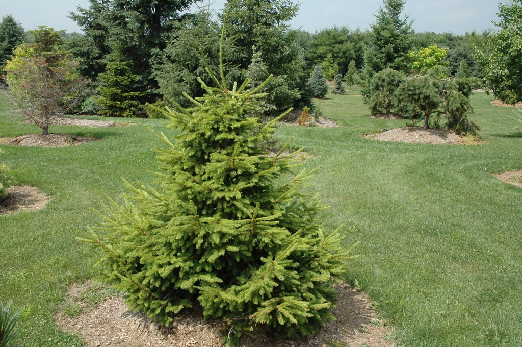 Picea abies 