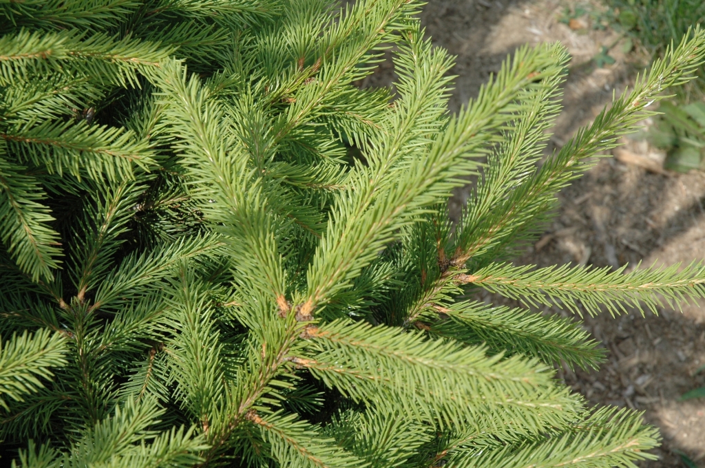 Picea abies 