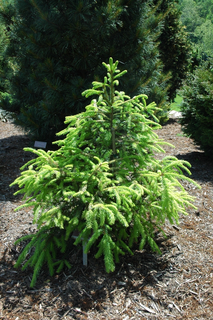 Picea abies 