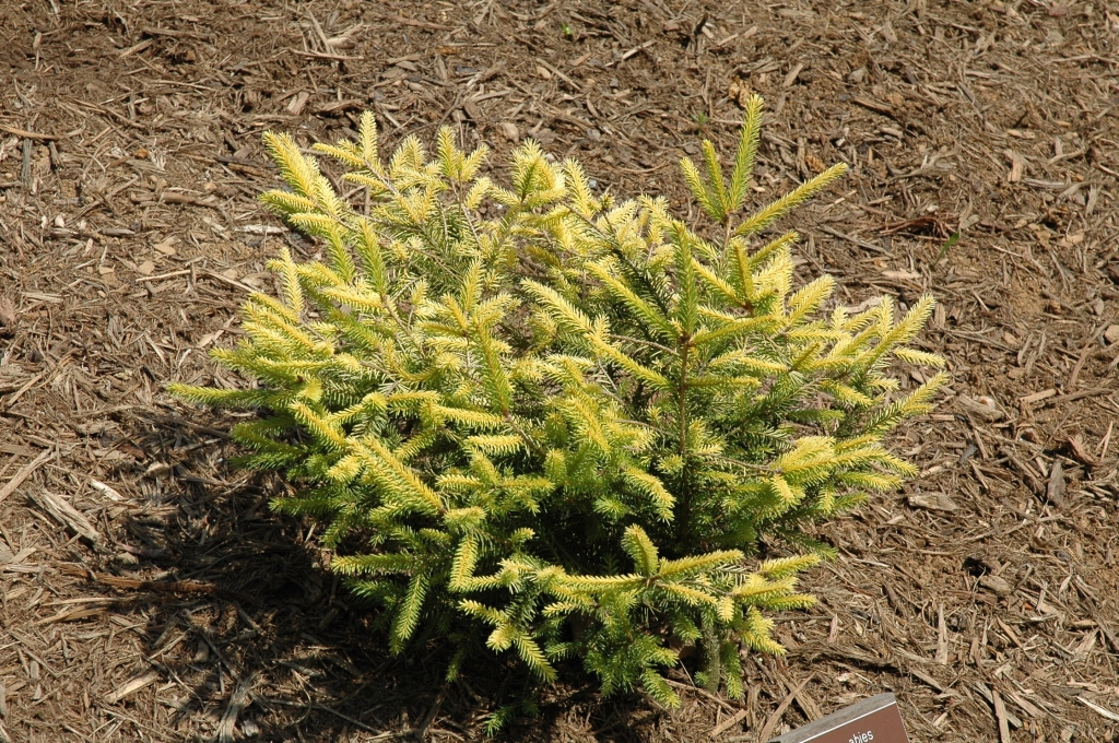 Picea abies 