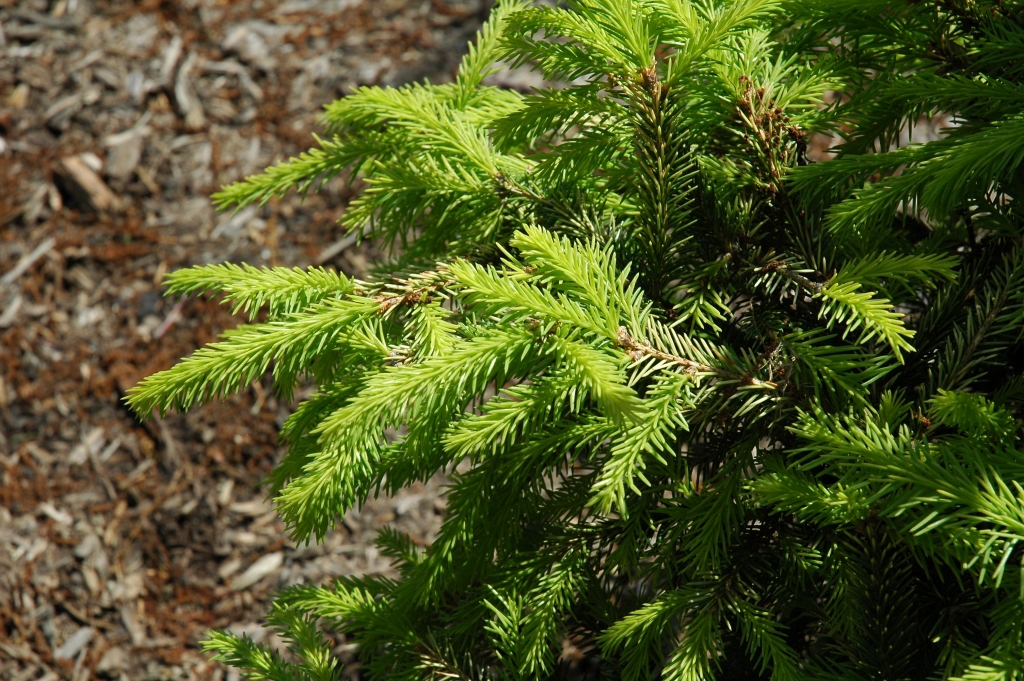 Picea abies 