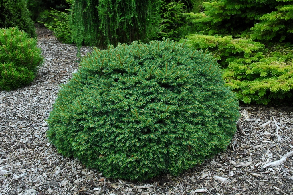 Picea abies 