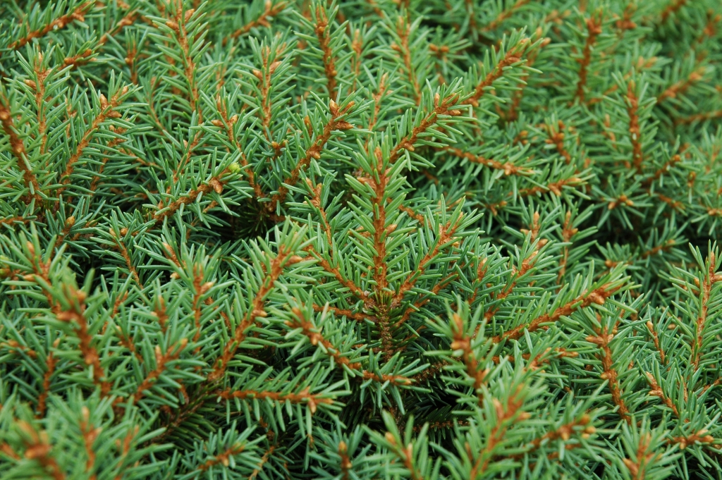 Picea abies 
