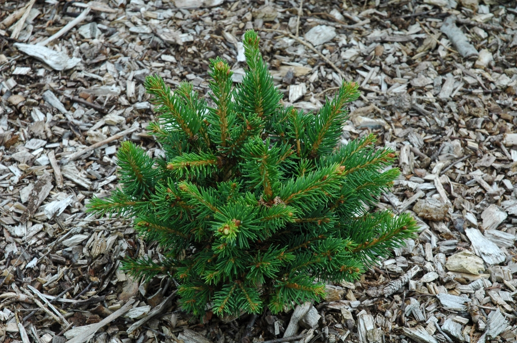 Picea abies 