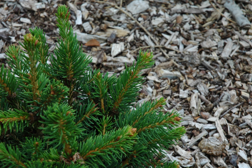 Picea abies 