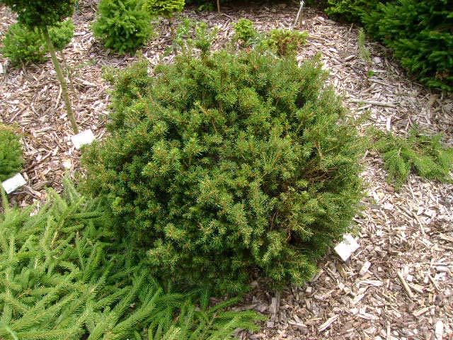 Picea abies 
