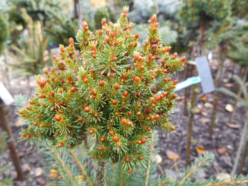 Picea abies 