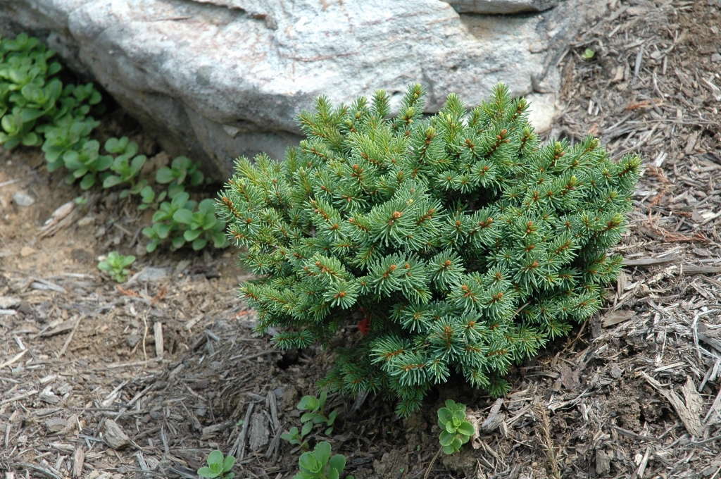 Picea abies 