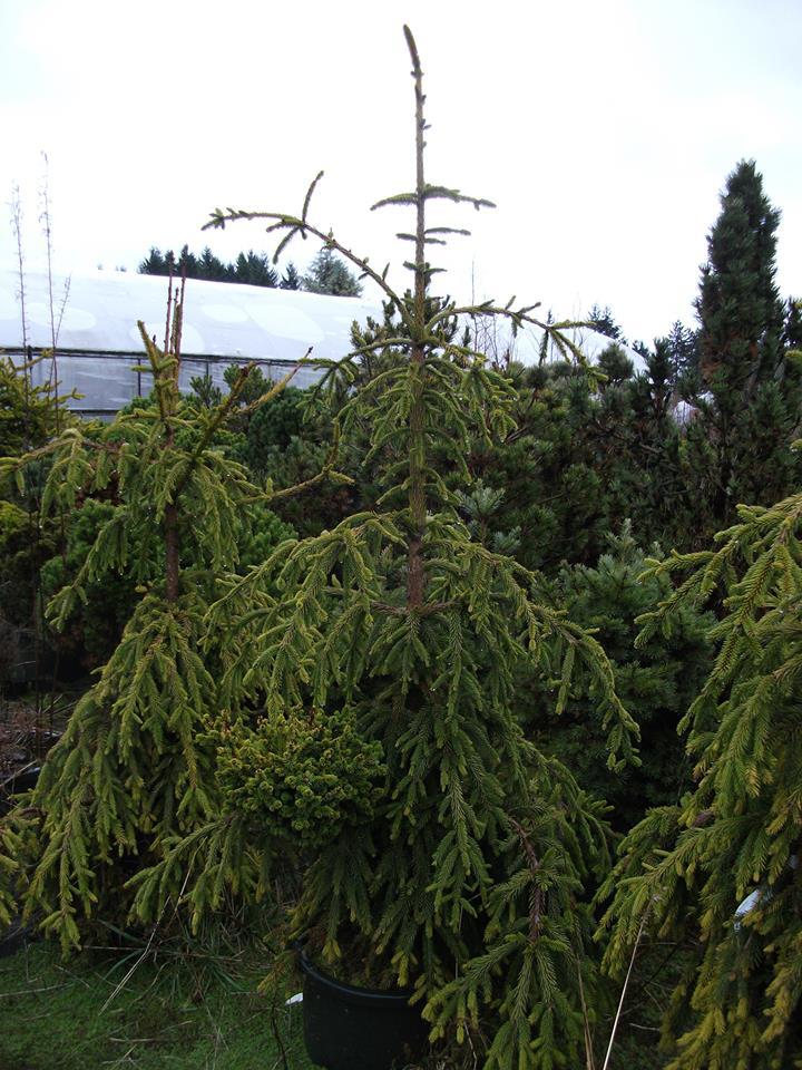 Picea abies 