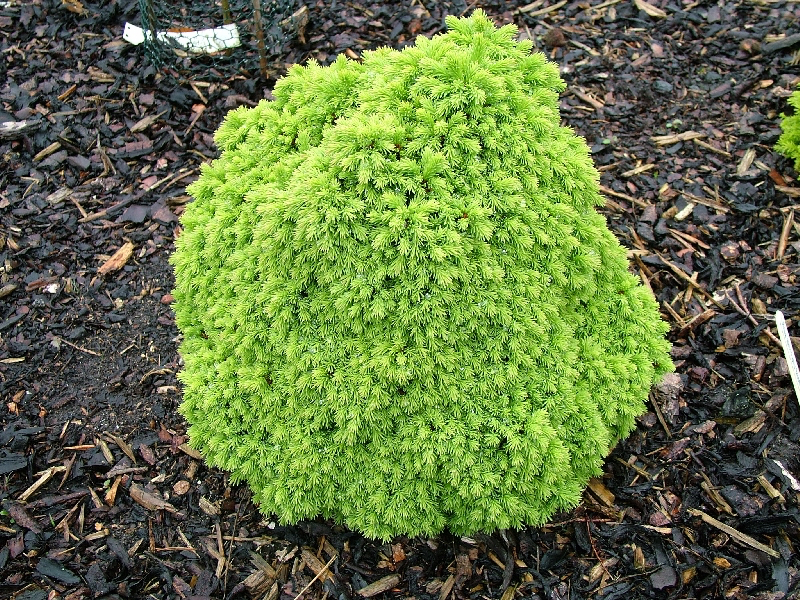 Picea abies 