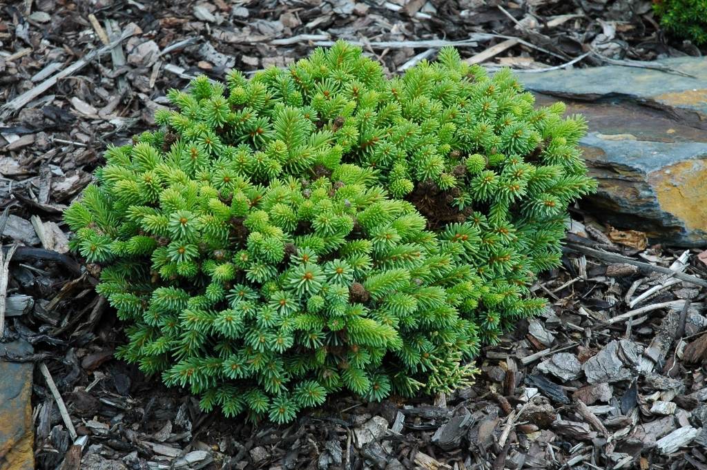 Picea abies 