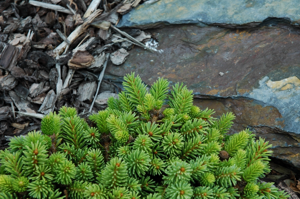 Picea abies 