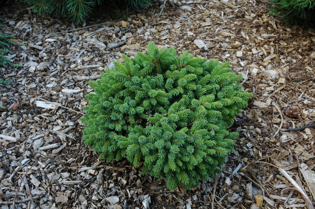 Picea abies 