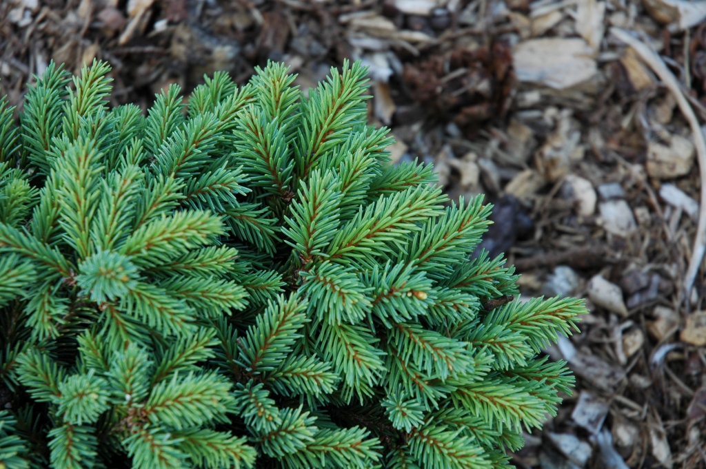 Picea abies 