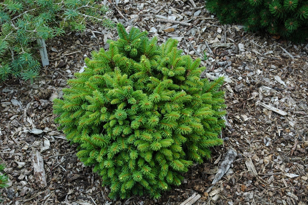Picea abies 