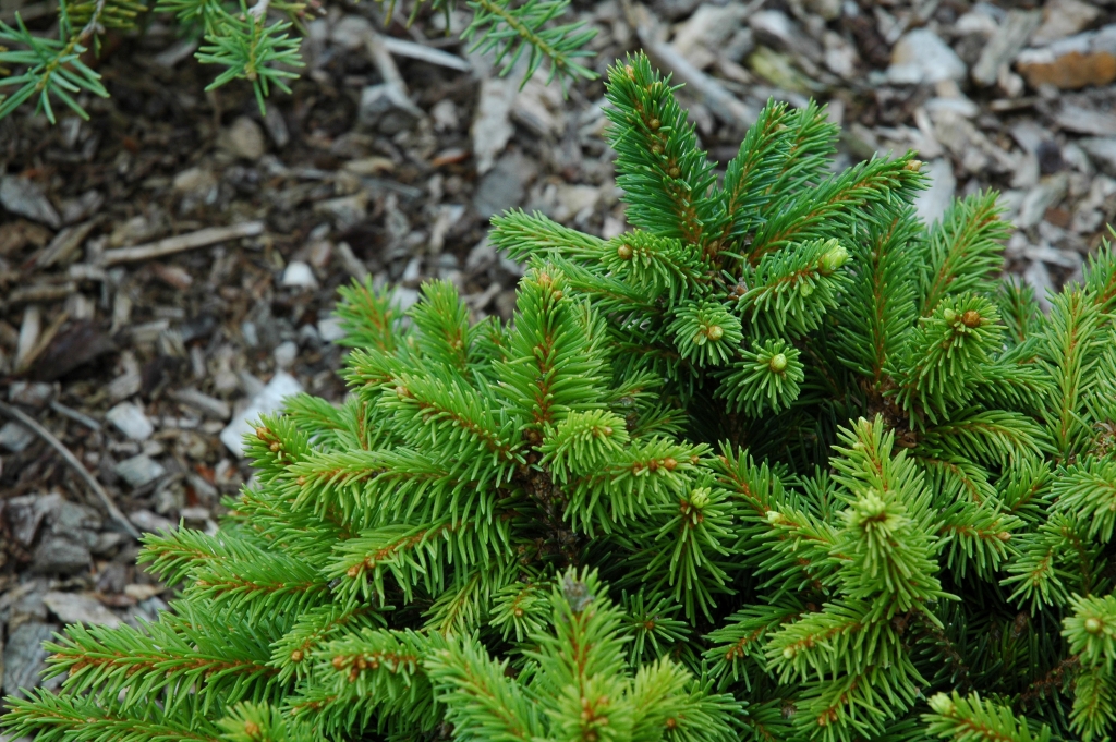 Picea abies 
