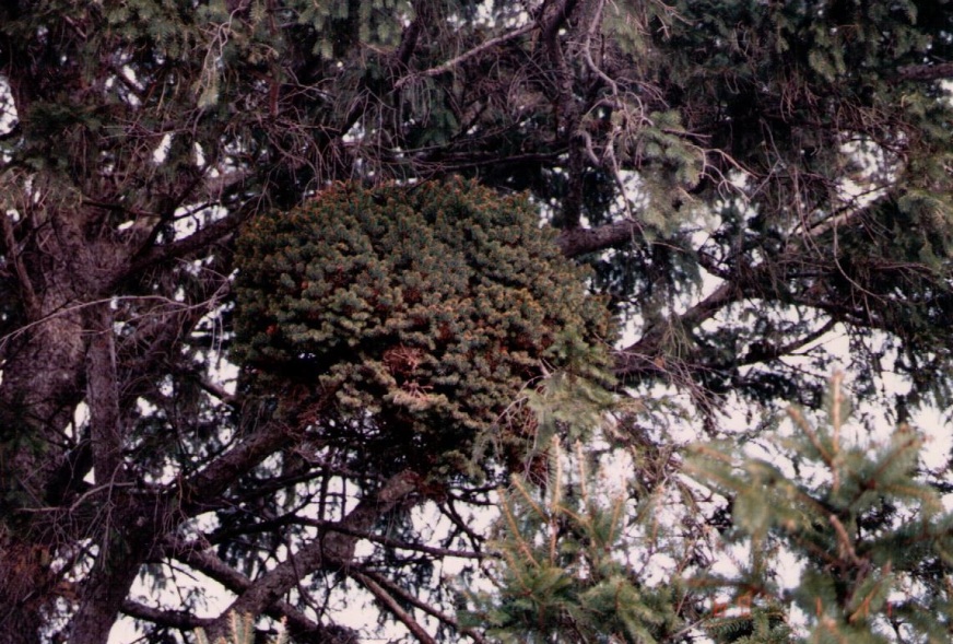 Picea abies 