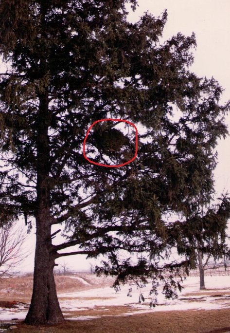 Picea abies 