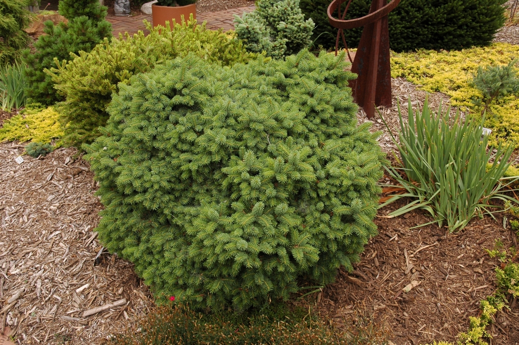 Picea abies 