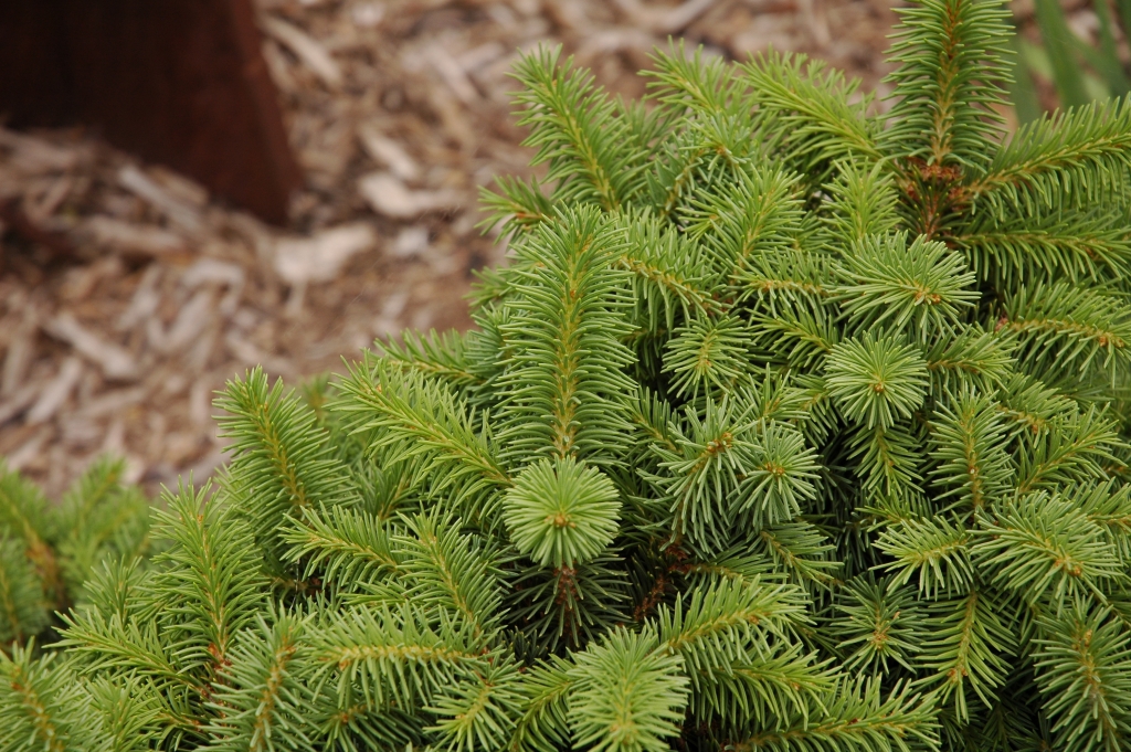 Picea abies 