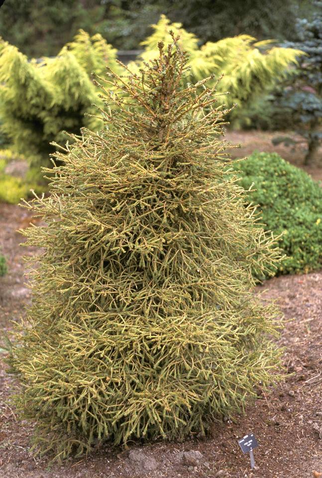 Picea abies 