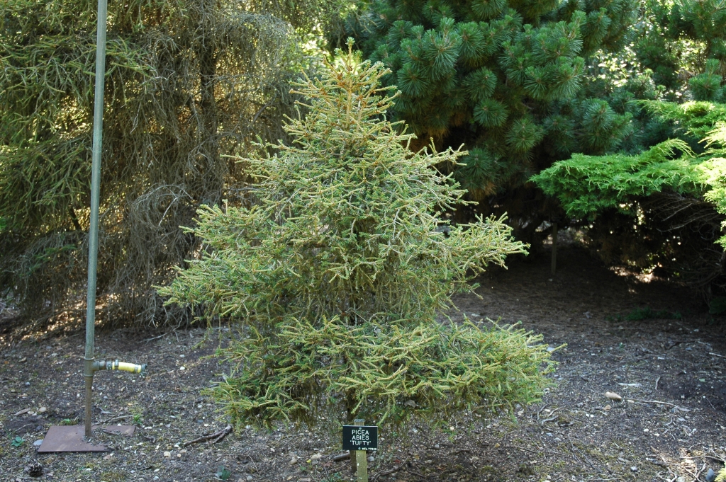 Picea abies 