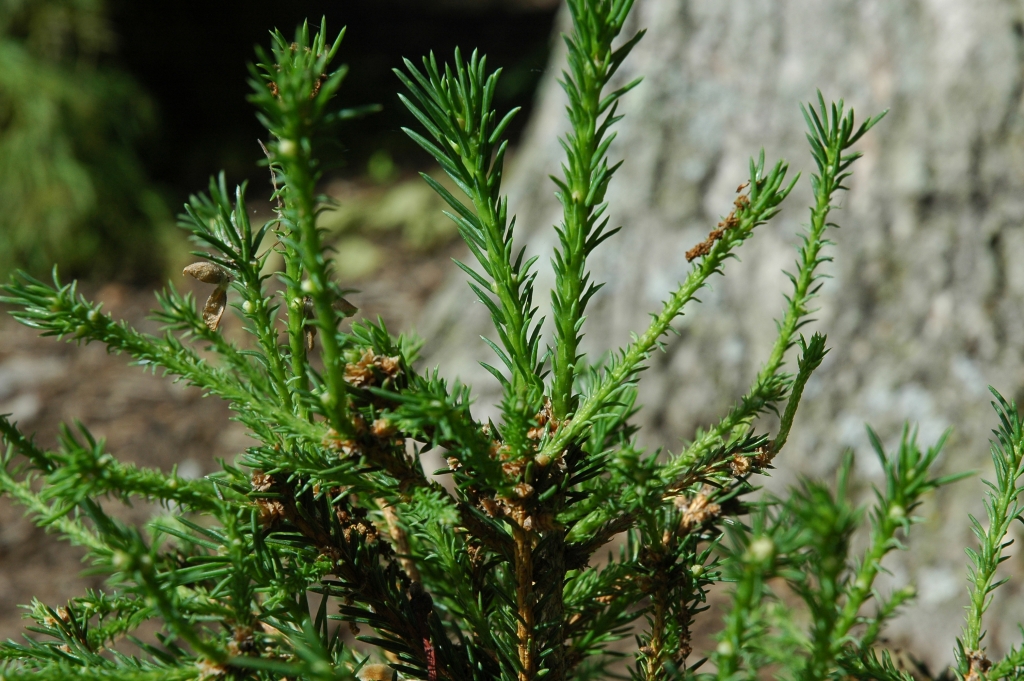 Picea abies 