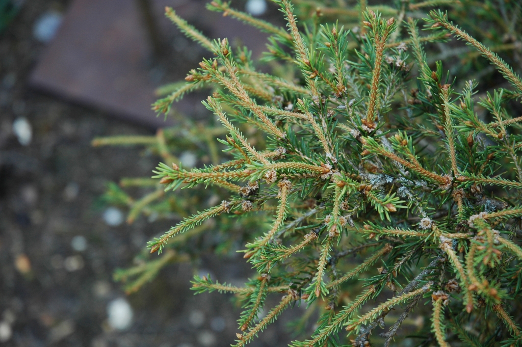 Picea abies 