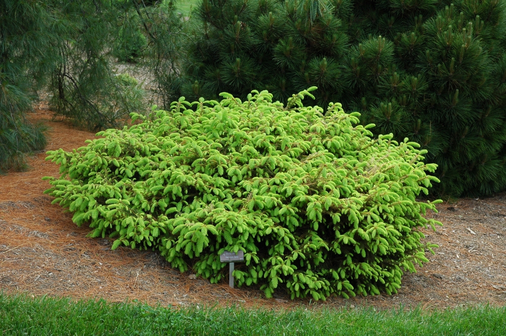 Picea abies 