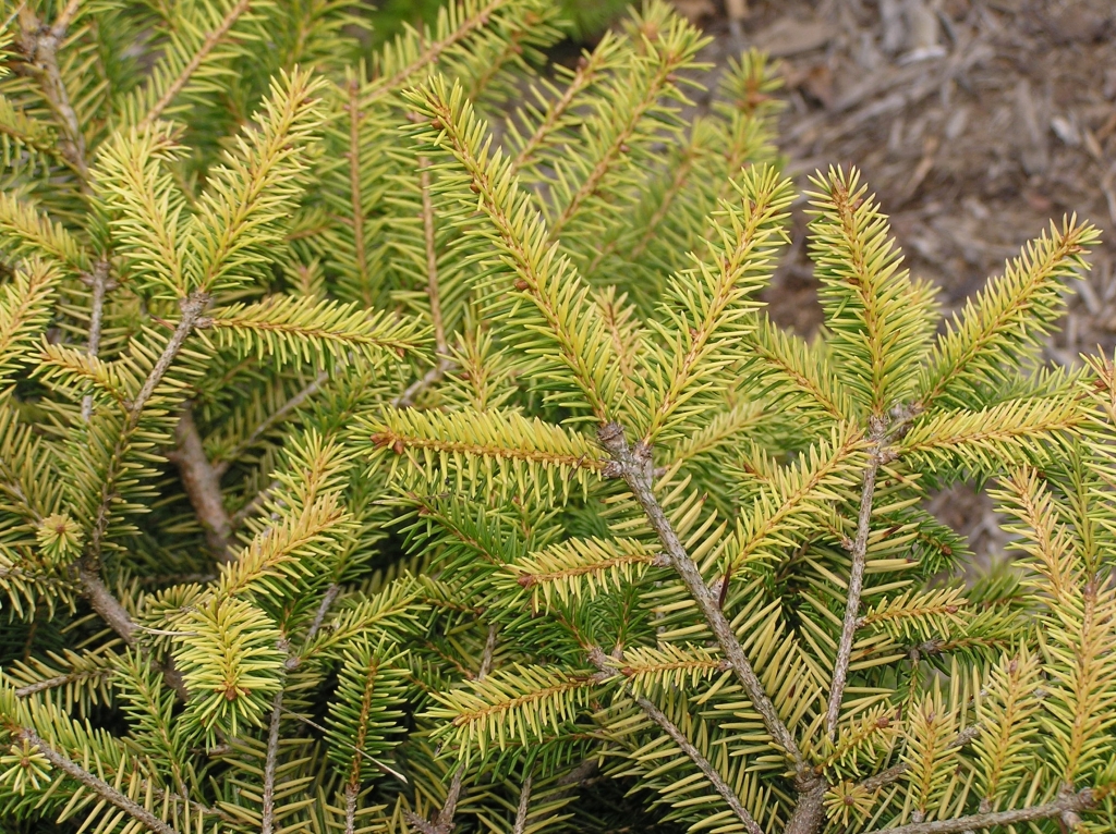Picea abies 