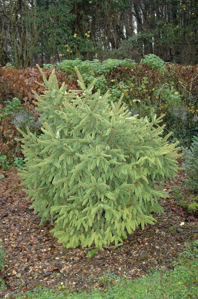 Picea abies 