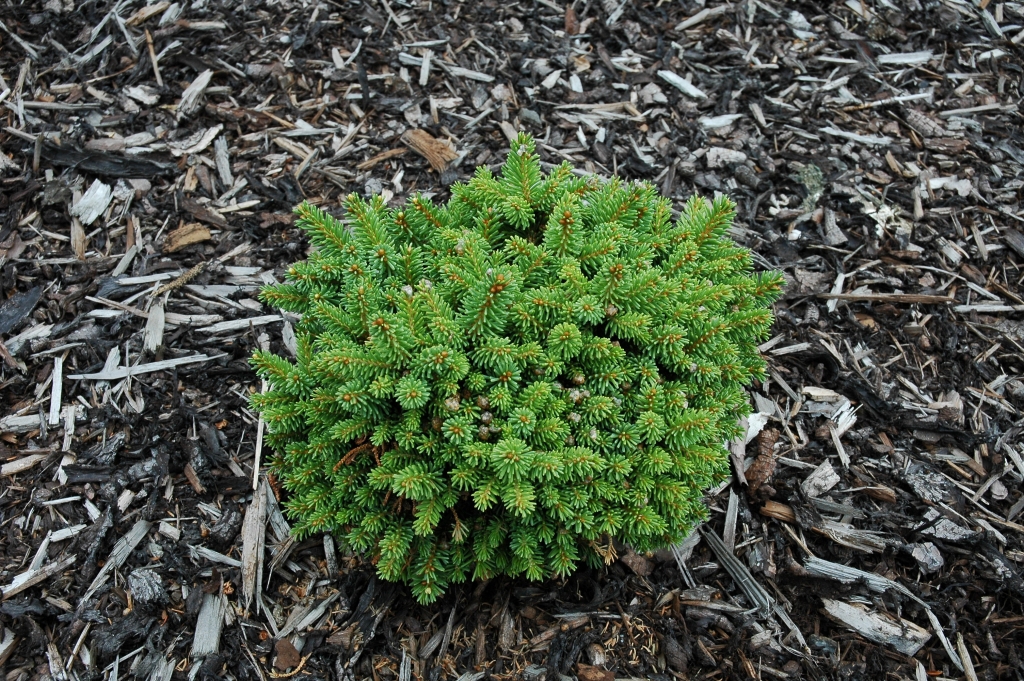 Picea abies 