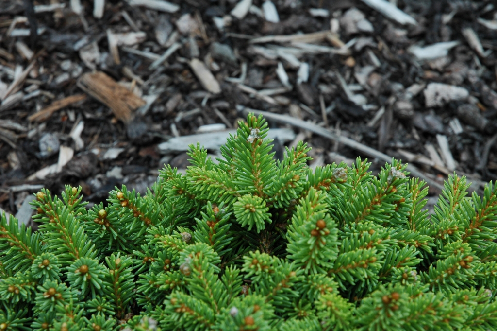 Picea abies 