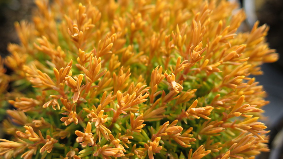 Thuja occidentalis 