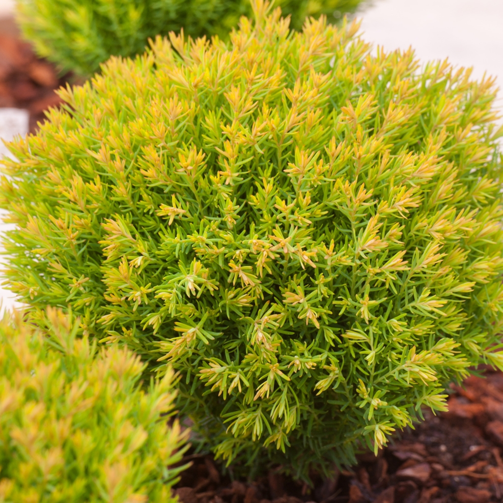 Thuja occidentalis 