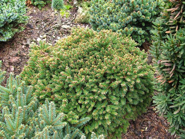 Picea abies 