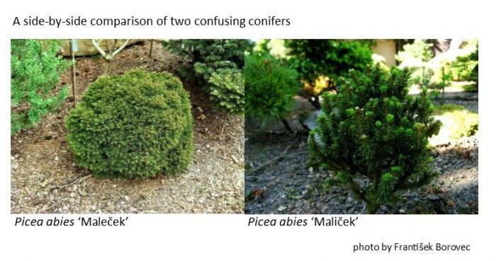 Picea abies 